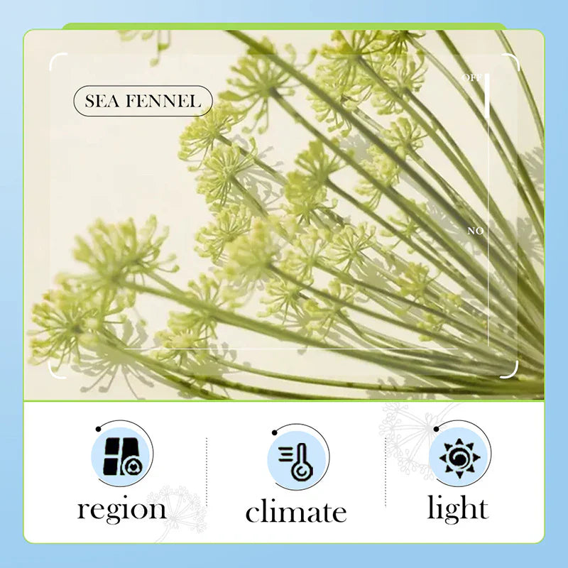 BIOAQUA Sea Fennel Hyaluronic Acid Moisturizing Face Cream - 60g